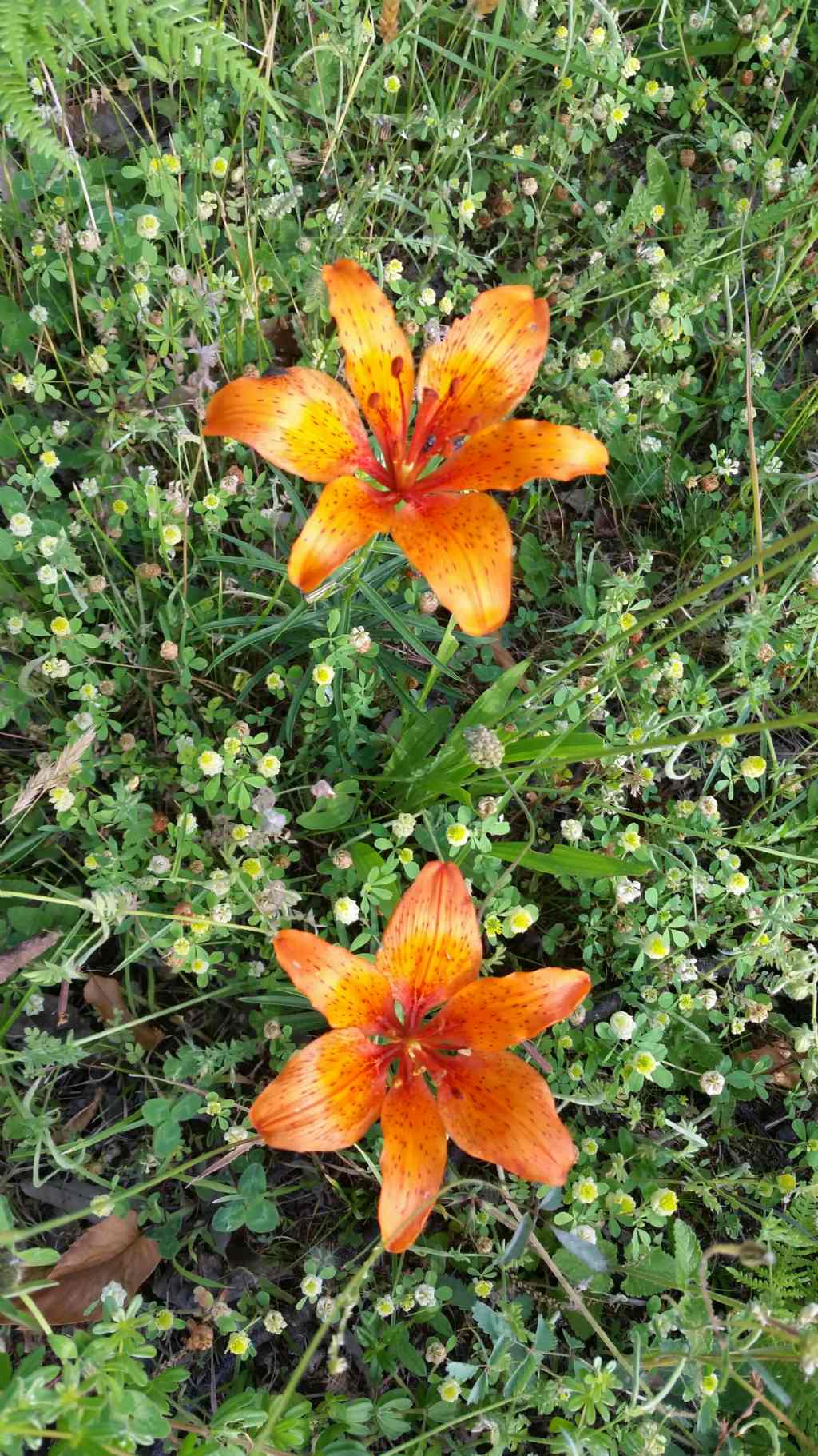 Giglio di San Giovanni?  S, Lilium bulbiferum subsp. croceum